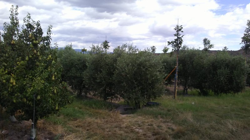 Imagen 0 de Finca rustica en Entrena