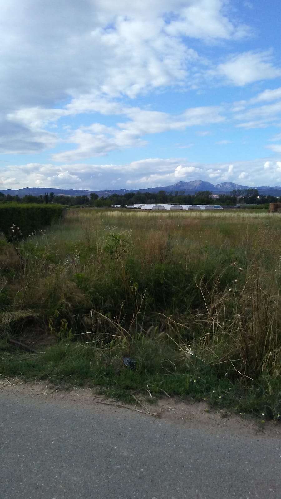 Imagen 3 de FINCA RUSTICA DE 5000 METROS EN VAREA