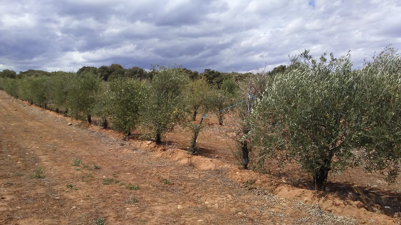 Imagen 2 de Finca rustica en Entrena