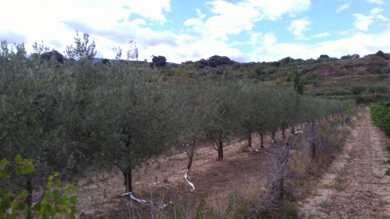 Imagen 0 de Finca rustica en Entrena 