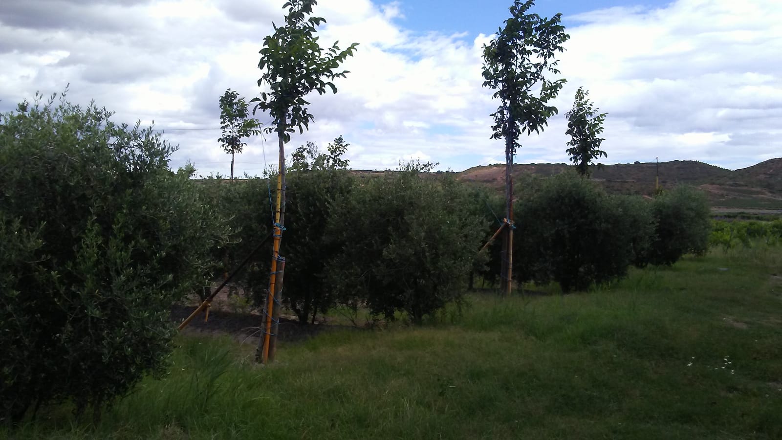 Imagen 2 de Finca rustica en Entrena