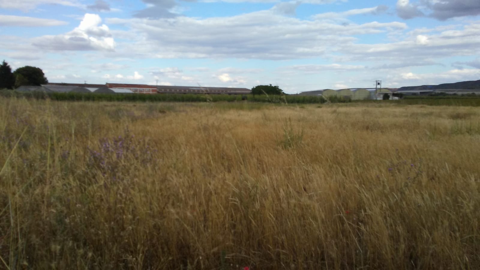 Imagen 2 de FINCA RUSTICA DE 5000 METROS EN VAREA