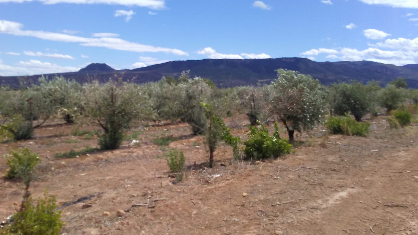 Imagen 3 de Finca rustica en Entrena