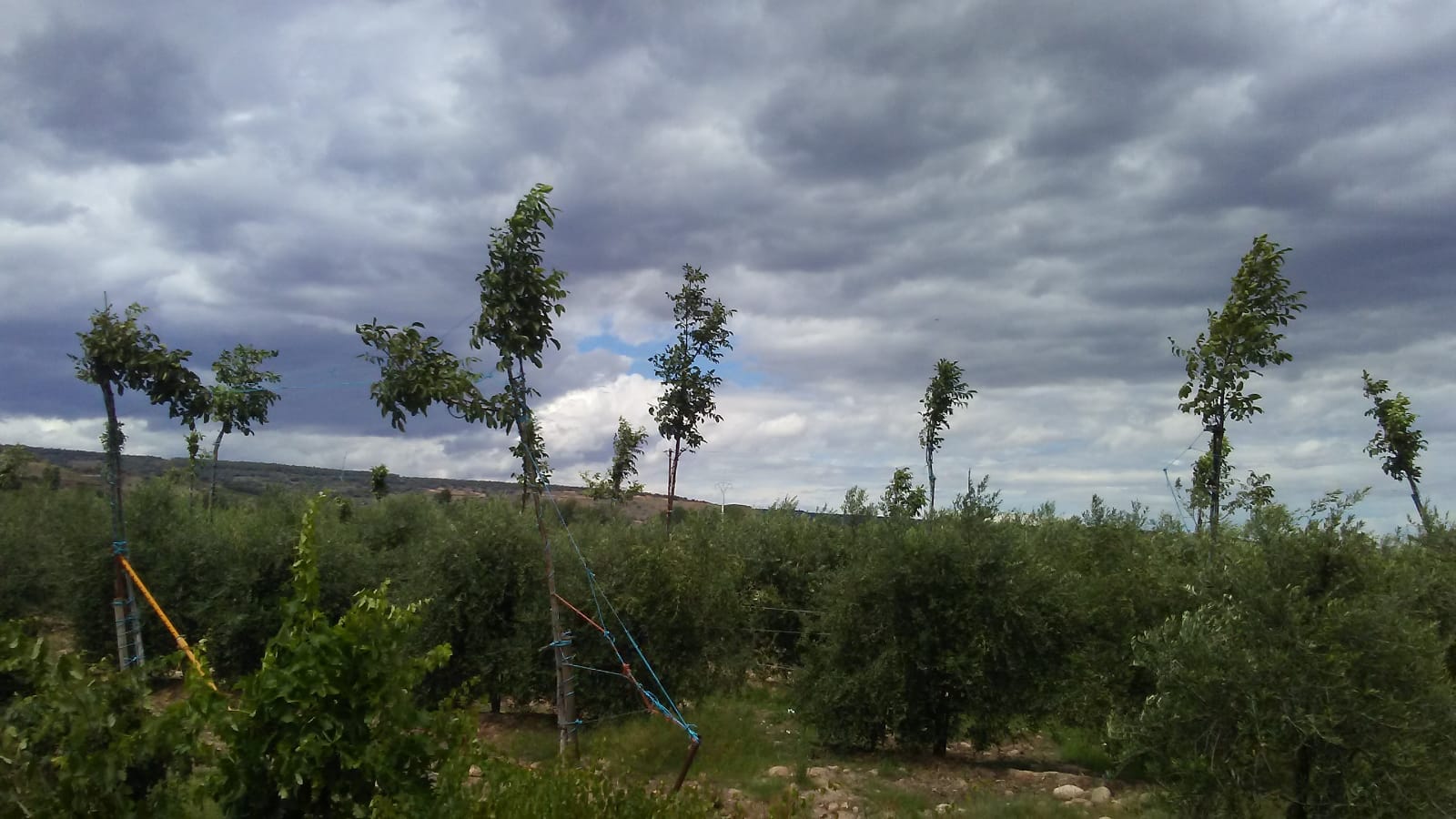 Imagen 3 de Finca rustica en Entrena 