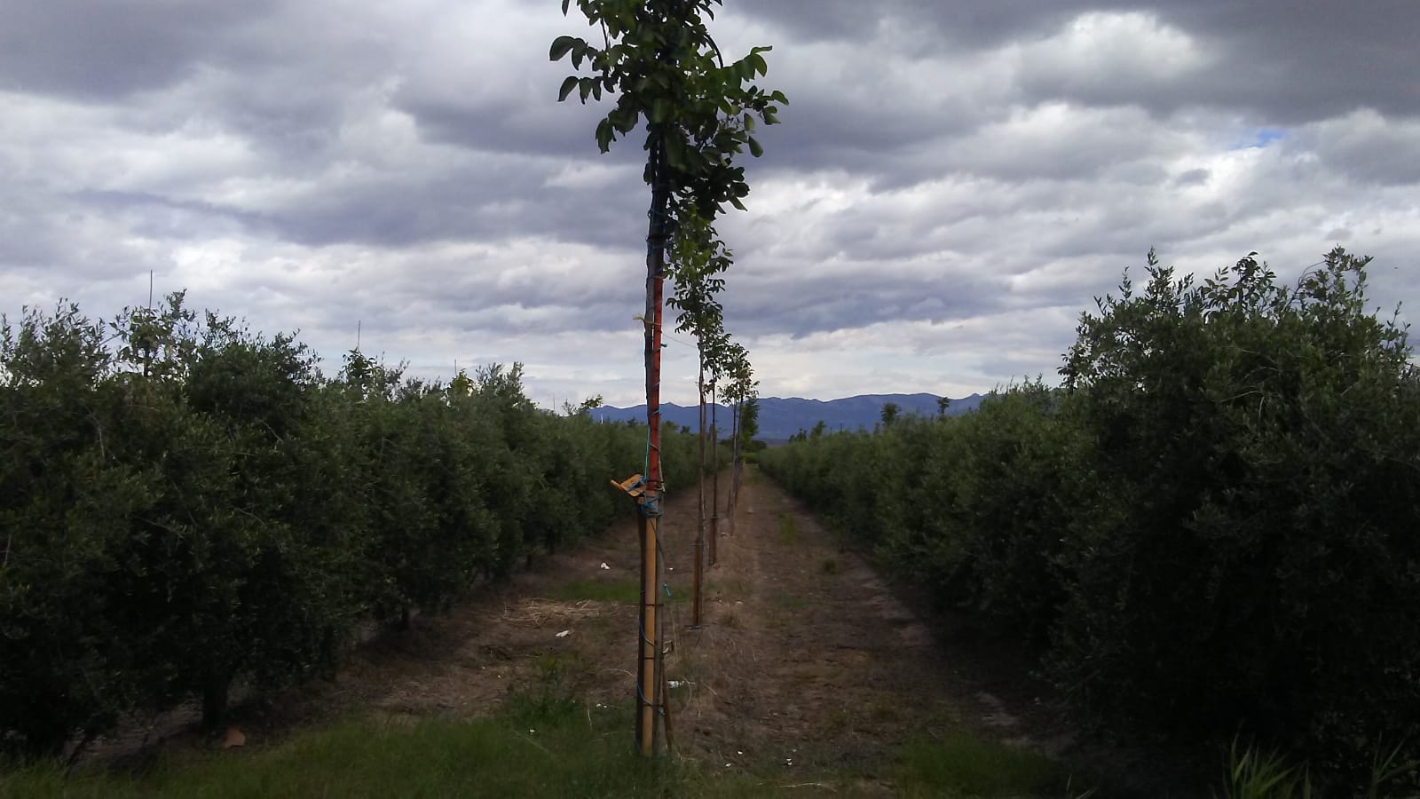 Imagen 1 de Finca rustica en Entrena