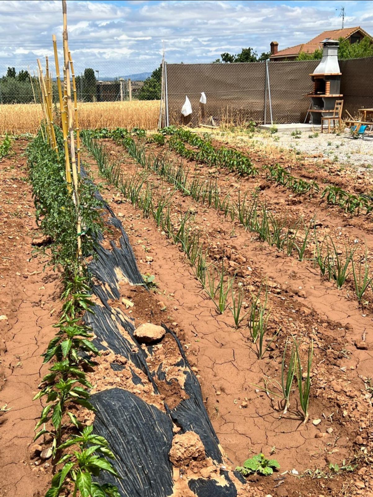 Imagen 1 de FINCAS DE RECREO DE 100 METROS EN ALQUILER 