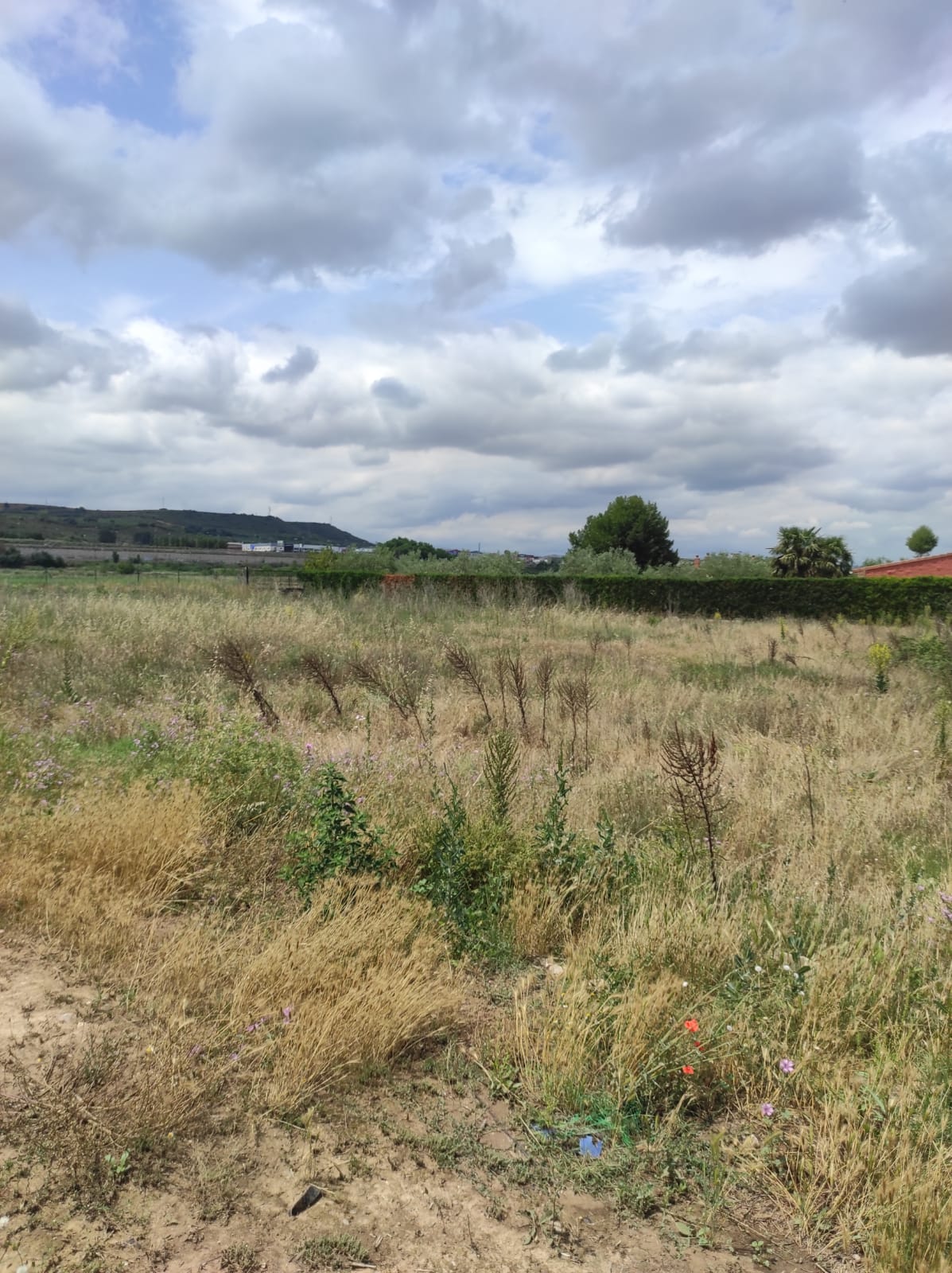 Imagen 3 de FINCA RUSTICA DE 15000 METROS EN VAREA